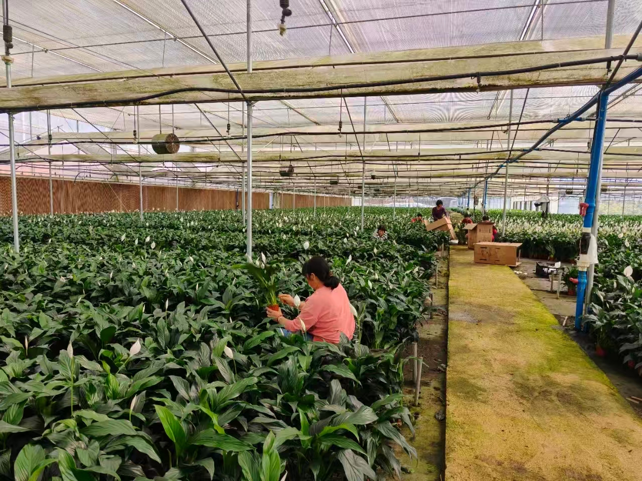 花卉產(chǎn)業(yè).jpg