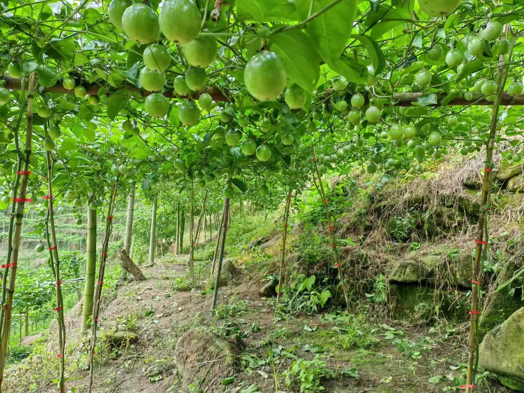 三和百香果 (3).jpg